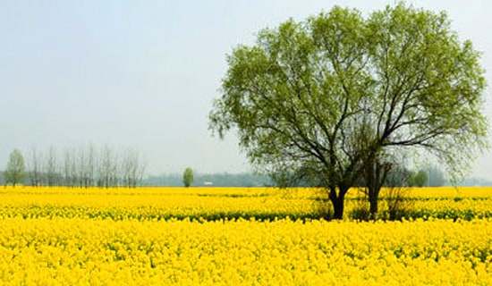 精選春游作文合集6篇